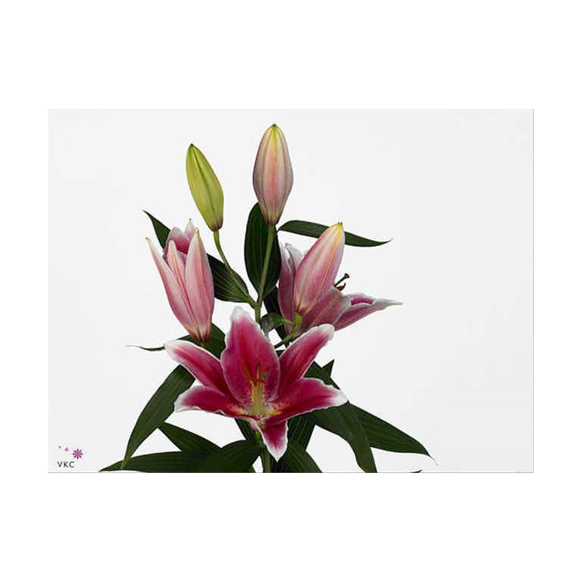 FLOR, LILIUM ORIENTAL HO. JOOP 90cm. VERMELL