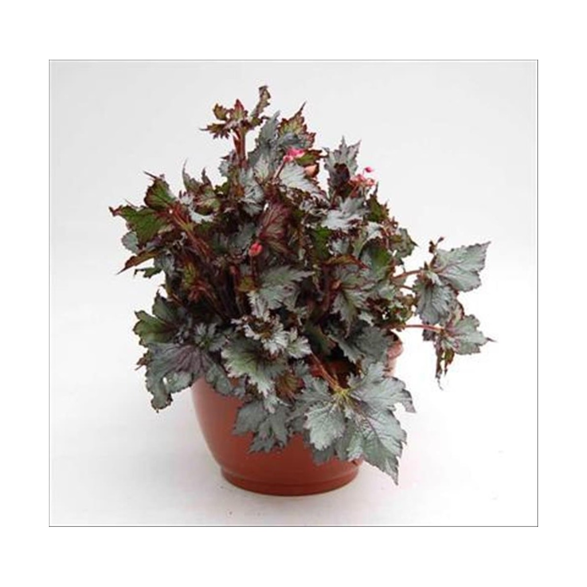 BEGONIA REX M30 TARRINA