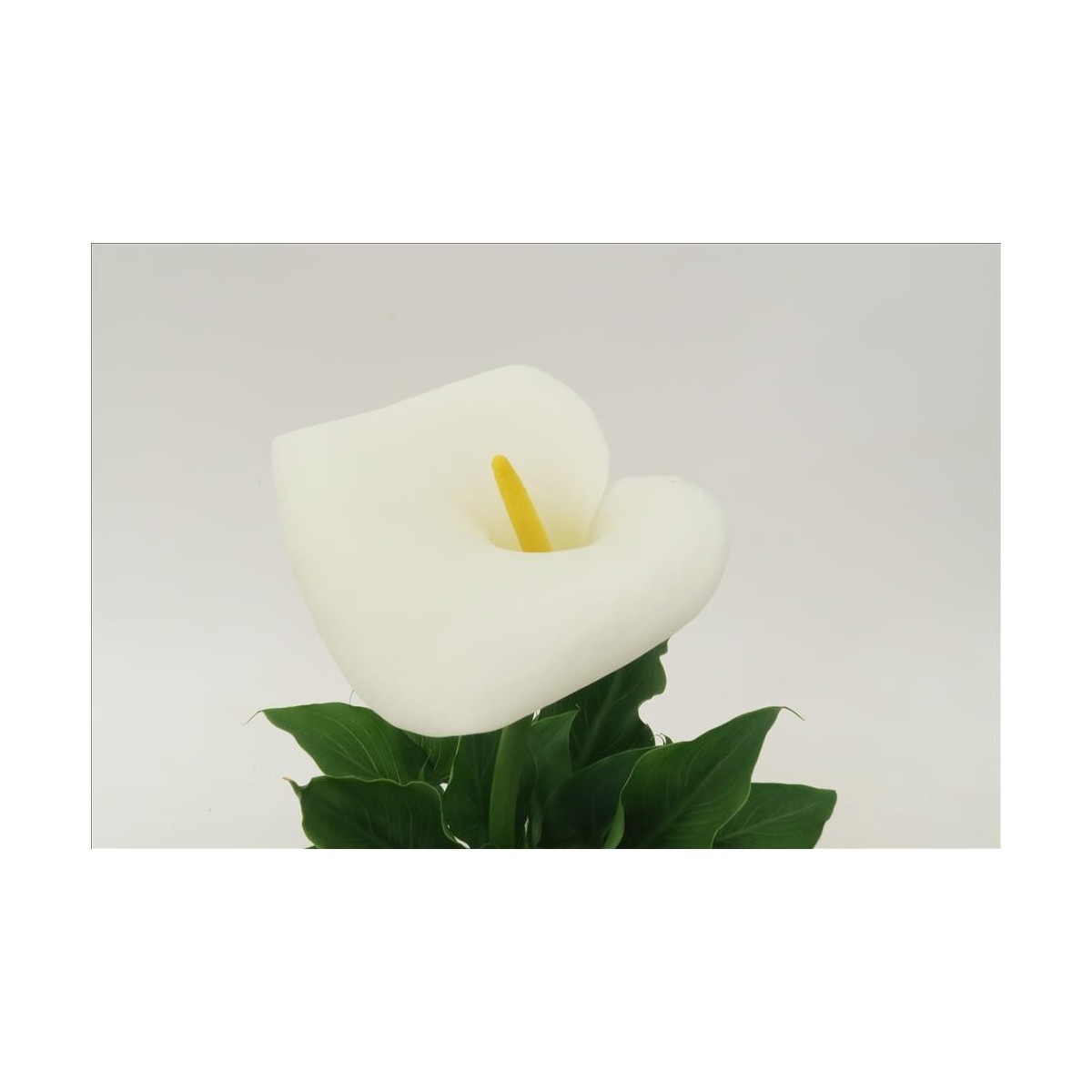 ZANTEDESCHIA AETHIOPICA M22 - BULBO 2 AÑOS