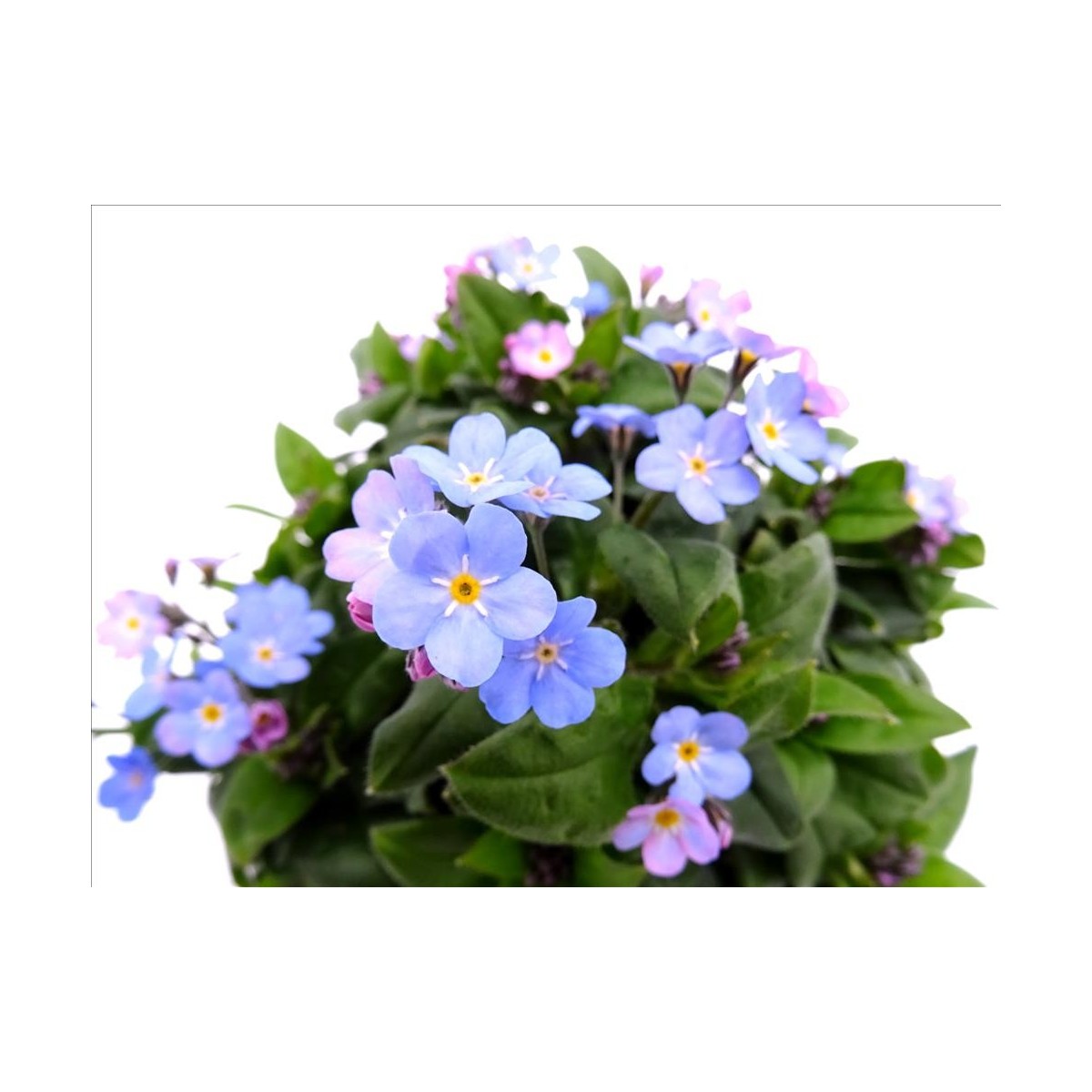 Myosotis Sylvatica M13