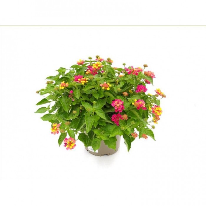 LANTANA CAMARA TRICOLOR 5L