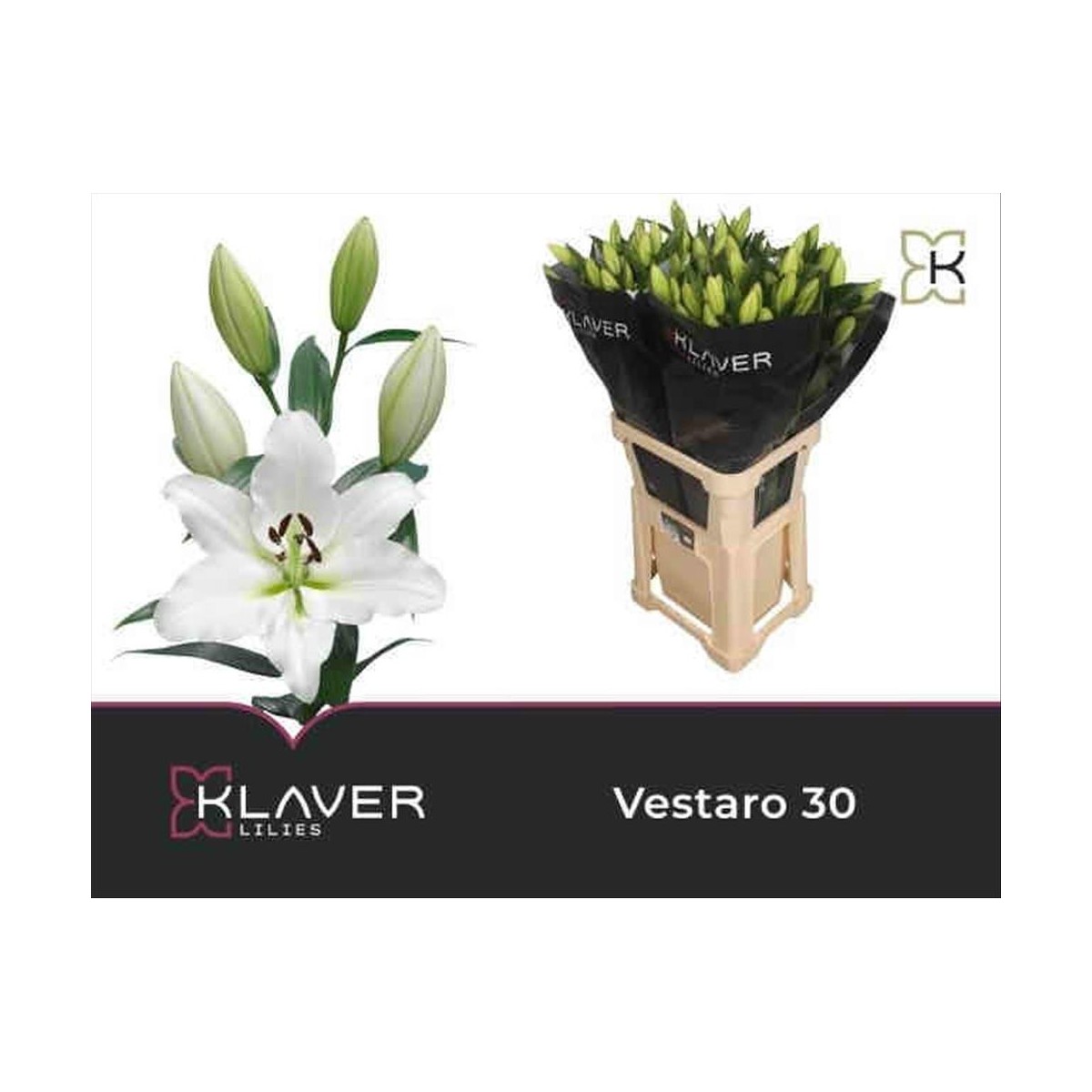 FLOR, LILIUM ORIENTAL HO. VESTARO  blanc