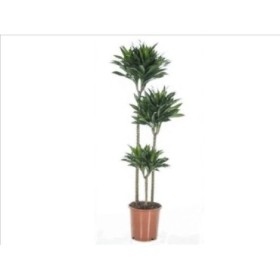 DRACAENA COMPACTA 90.60.30 M22-130cm.