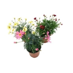 ARGYRANTHEMUM FRUTESCENS COLORES 13