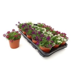 ALYSSUM MARITIMUM M11