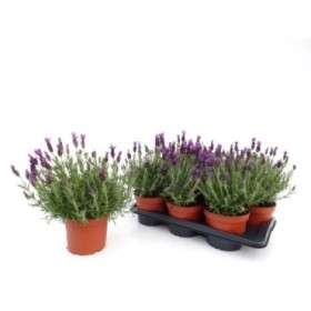 LAVANDULA STOECHAS M17