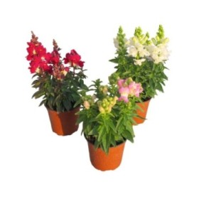 ANTIRRHINUM MAJUS 13