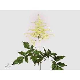 FLOR, ASTILBE WHASINGTHON 65cm. x10 blanc