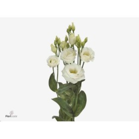 FLOR, LISIANTHUS HOLANDA 85cm. X10 tiges (BLANC)