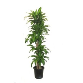 DRACAENA MASSANGEANA, 150.120.90.60.30 M30 H180