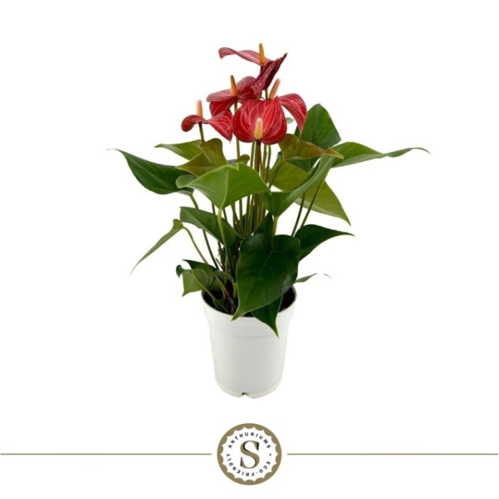 ANTHURIUM M 9 Livium Red Micro