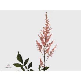 FLOR, ASTILBE AR ERIKA 70cm. x10 rosa