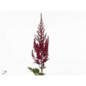 FLOR, ASTILBE PAUL GAARDER 65cm. x10 vermell.