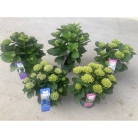 HORTENSIA M23 MAGICAL REVOLUTION PINK