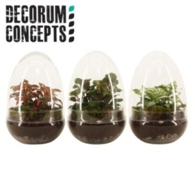 TERRARIO PL MINI DECORUM CONCEPTS D12 Egg small