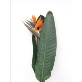 FLOR, STRELITZIA paq.x5 (120cm)