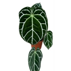 ANTHURIUM  M17 H50 CRYSTALLINUM