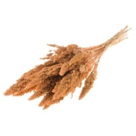 F.SECA, Amaranthus CORAL PALIDO CRAFT
