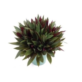 TRADESCANTIA SPATHACEA 5L - VERDE