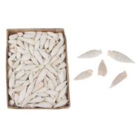 CARGOL MAR BLANC Cerethium Vertagus 1220gr 15x20x