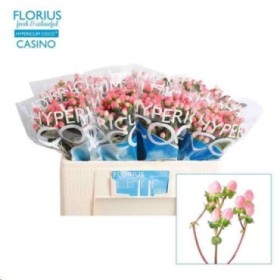 FLOR, HYPERICUM COCO CASINO 70cm. x10  rosa