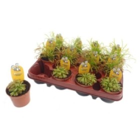 DROSERA MIX  M 9 carnivores