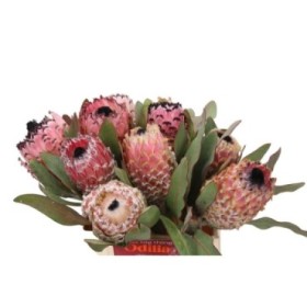 FLOR, PROTEA BARBIGERA (preu per tija) 40cm