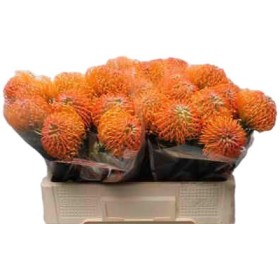 FLOR, NUTAN AYOBA PEACH 40cm, paquet x 5 tiges