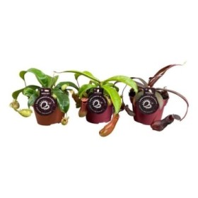 NEPENTHES  M12 MIX