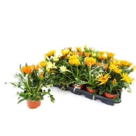 GAZANIA HYBRIDA M11