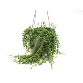 SENECIO PENJAR T15 STRING OF PEARLS