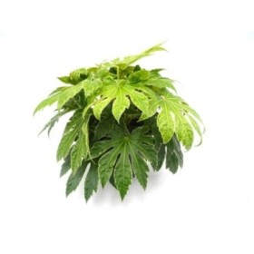 FATSIA SPIDERS WEB 5L