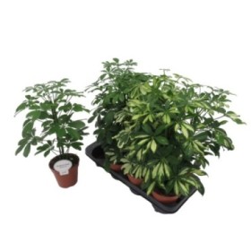 SCHEFFLERA  M13- 45CM