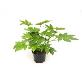 FATSIA JAPONICA 5L