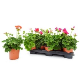 PELARGONIUM ZONALE M13