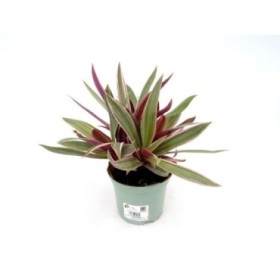 TRADESCANTIA SPATHACEA M13 BICOLOR