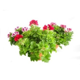 PELARGONIUM GRANDIFLORUM T20 - PLANTA MADRE EXTRA