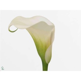 FLOR, ZANTEDESCHIA CAPTAIN VENTURA 70cm. paq x10