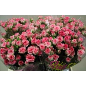 FLOR, ROSA SPRAY HO. TRALALA 70cm, paquet x10