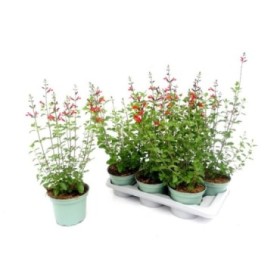 SALVIA MICROPHYLLA M17 - ROYAL BUMBLE RED