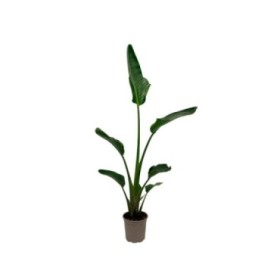 STRELITZIA NICOLAI  M20-100cm 1 plantes