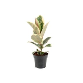 FICUS TINEKE  M19- 70cm