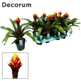 GUZMANIA  M13  CROWN