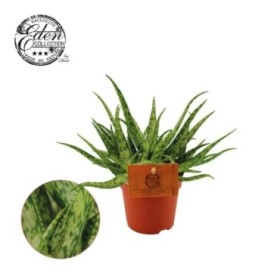 ALOE   M11 SPIDER