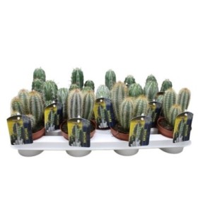 CACTUS   M13 MIX COLECCION