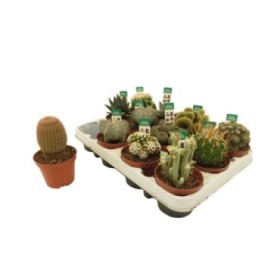 CACTUS   M 8.5 COLECCION (bandeja x12)