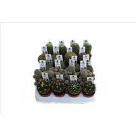 CACTUS   M 5.5 COLECCION (bandeja x20)