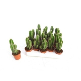 CACTUS ORDENADOR M 6 cereus floridiano (band.x20)