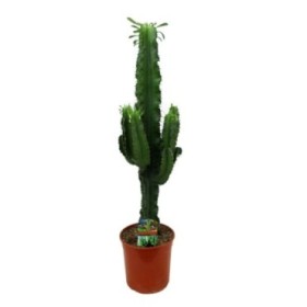 EUPHORBIA INGENS M19-110cm.