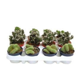 CACTUS CRISTATA  M 9 (precio unidad)